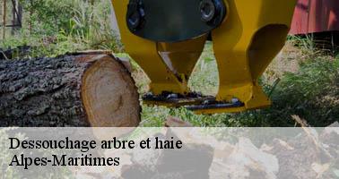 Dessouchage arbre et haie 06 Alpes-Maritimes  Artisan Elagage 06